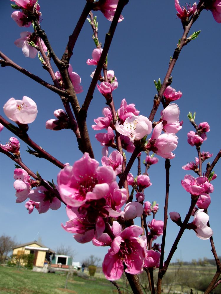 FLEURS DE PECHER