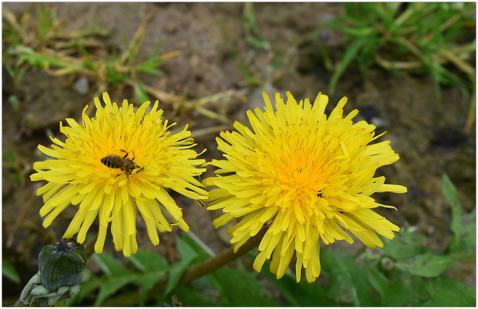 fleurs de pissenlit