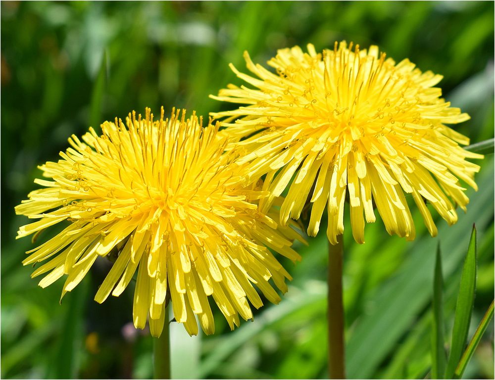 fleurs de pissenlit