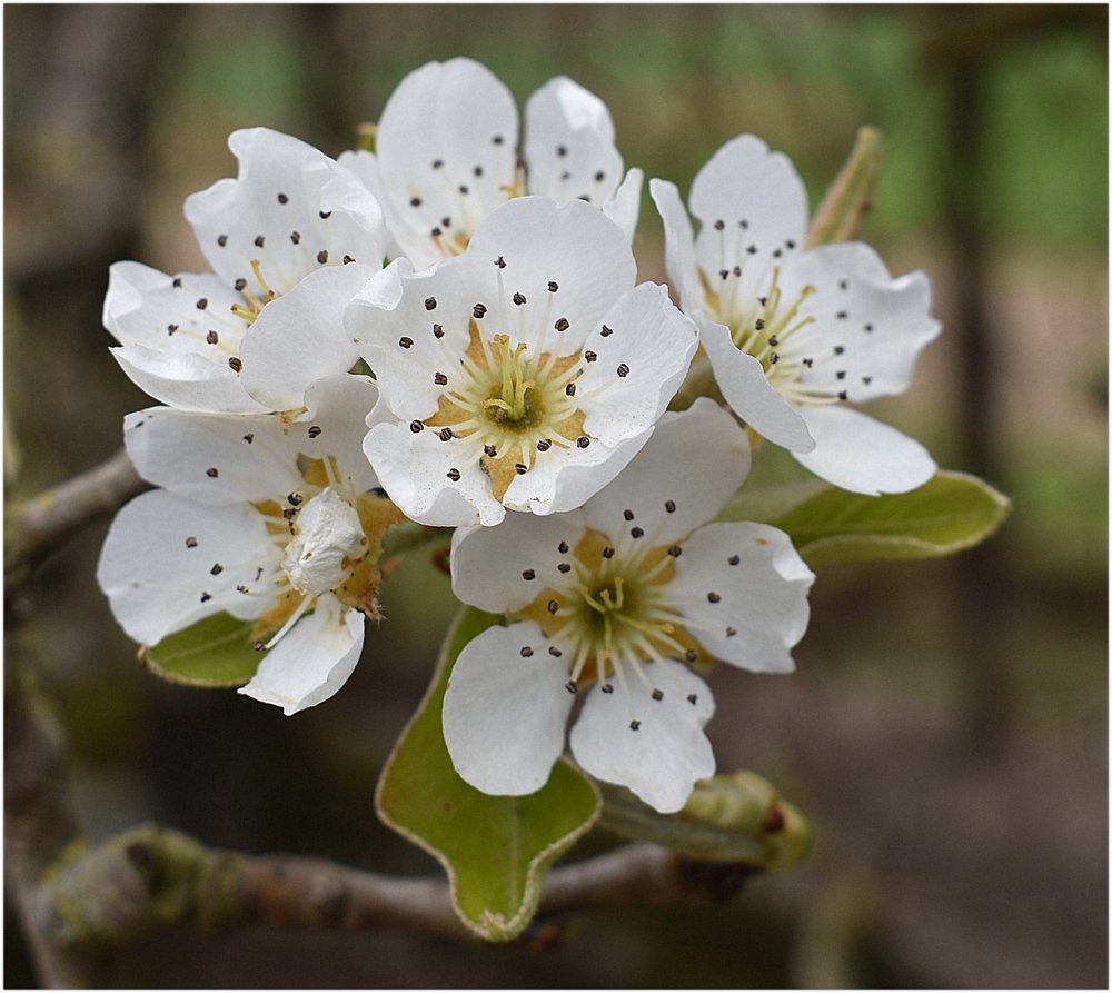 fleurs de poirier