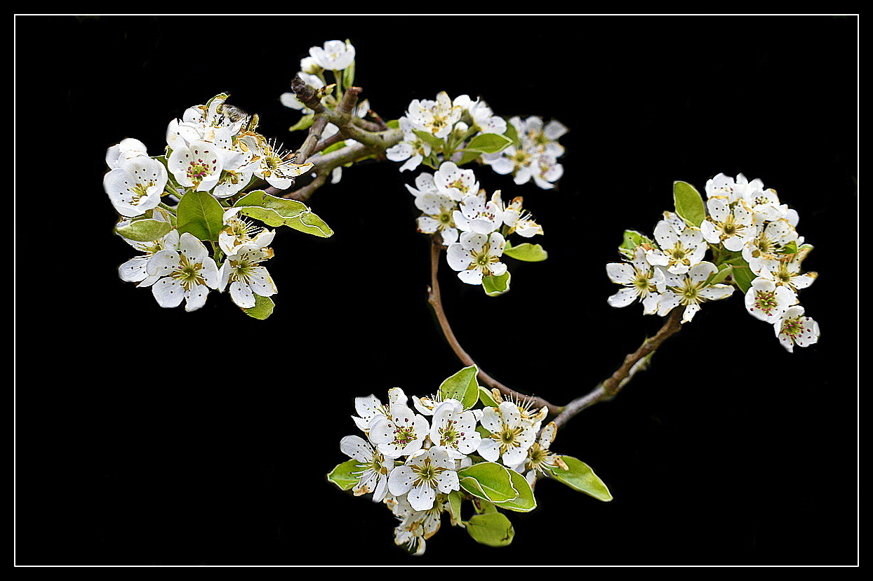 fleurs de poirier