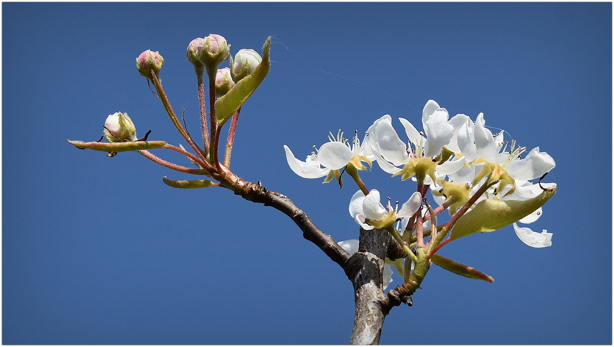 fleurs de poirier