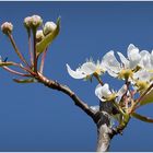 fleurs de poirier