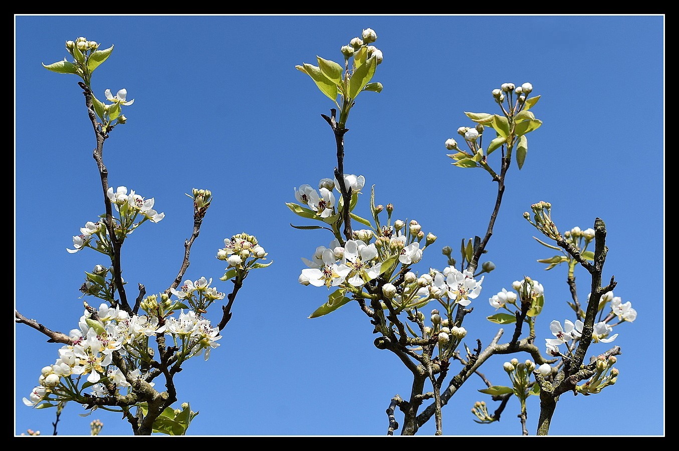 fleurs de poirier