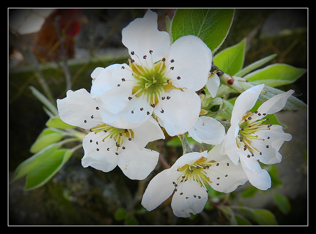 fleurs de poirier