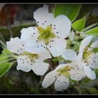 fleurs de poirier