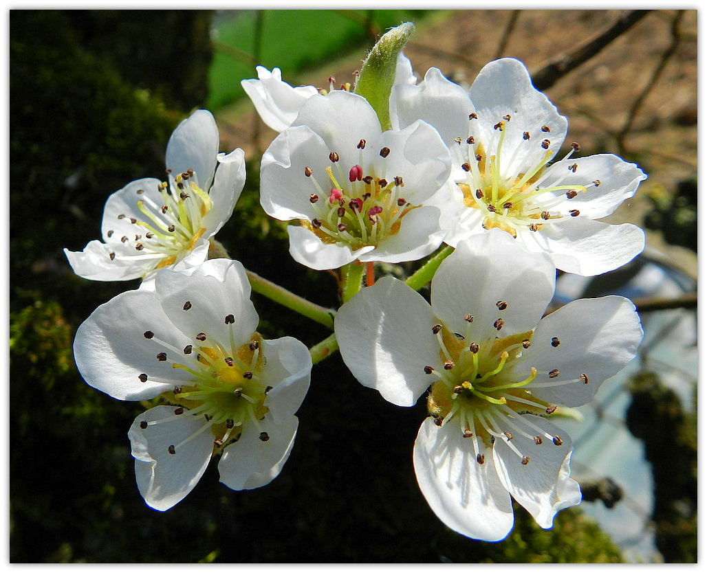 fleurs de poirier