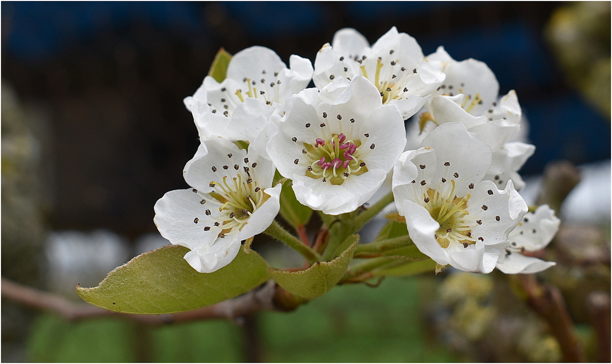 fleurs de poirier