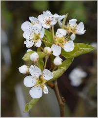 fleurs de poirier