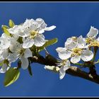 fleurs de poirier