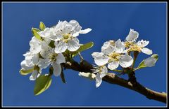 fleurs de poirier