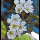 fleurs de poirier