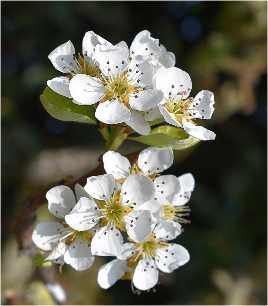 fleurs de poirier