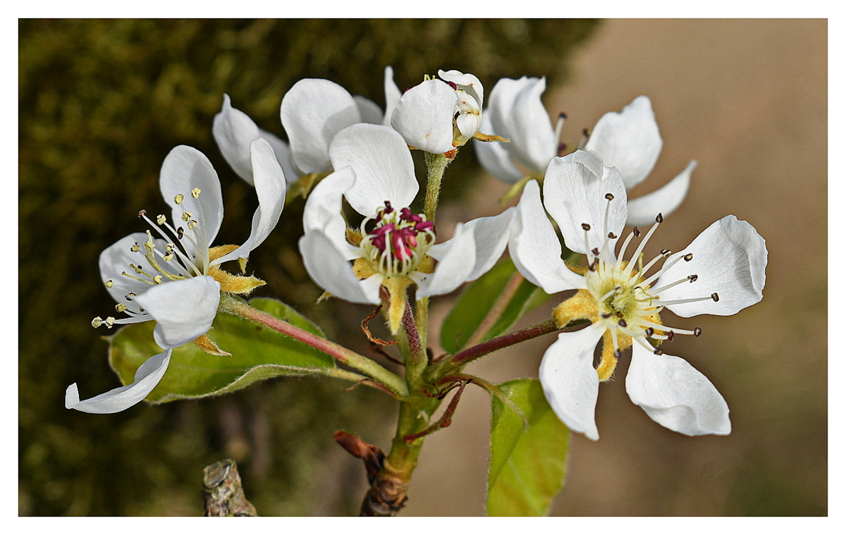 fleurs de poirier