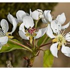 fleurs de poirier