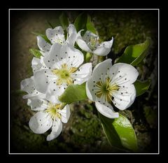 fleurs de poirier