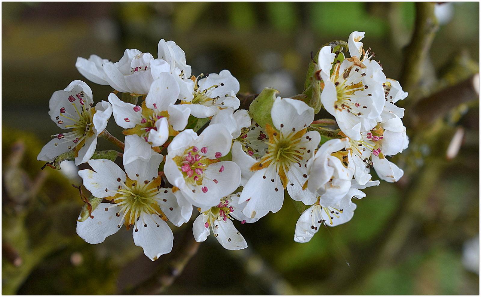 fleurs de poirier