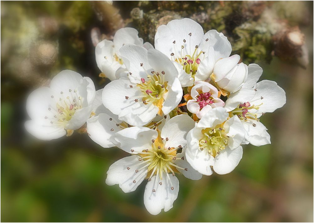 fleurs de poirier