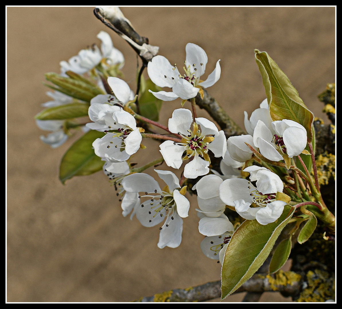 fleurs de poirier