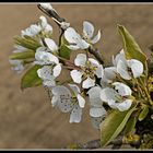 fleurs de poirier