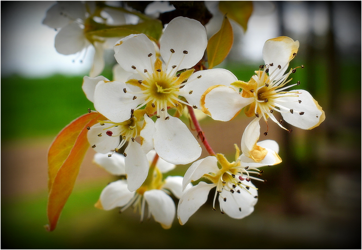 fleurs de poirier