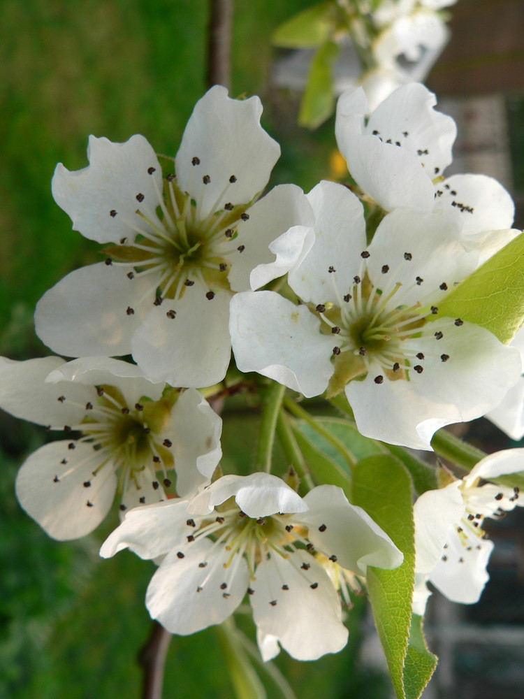 Fleurs de poirier