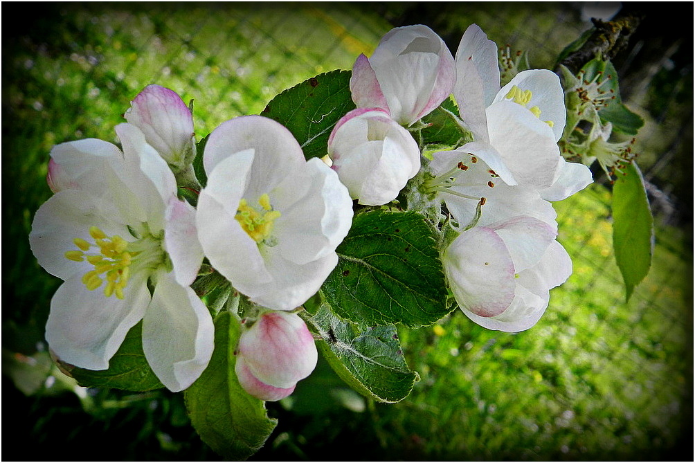 fleurs de poirier