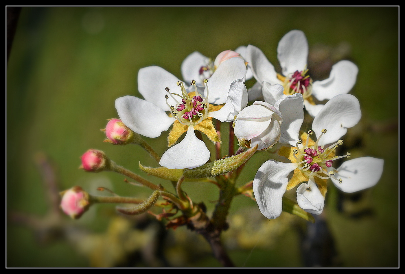 fleurs de poirier