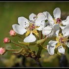 fleurs de poirier