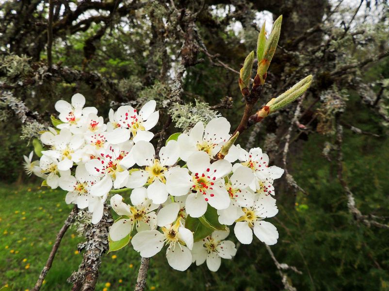 Fleurs de poirier