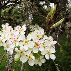 Fleurs de poirier