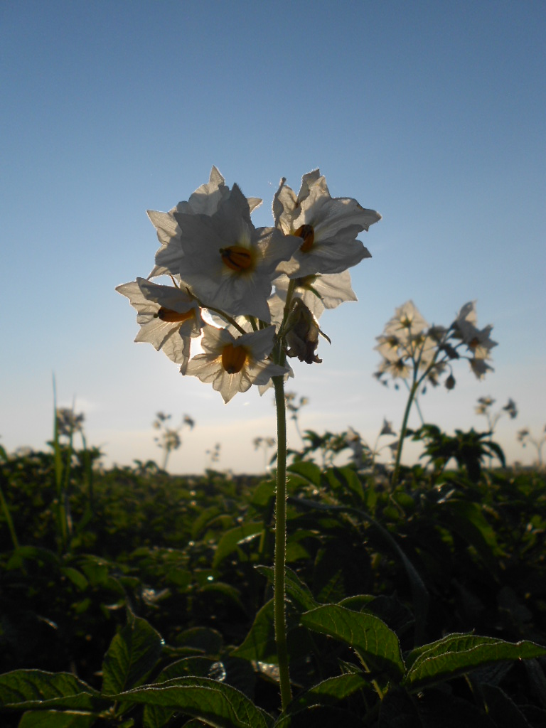 Fleurs de pomme de terre