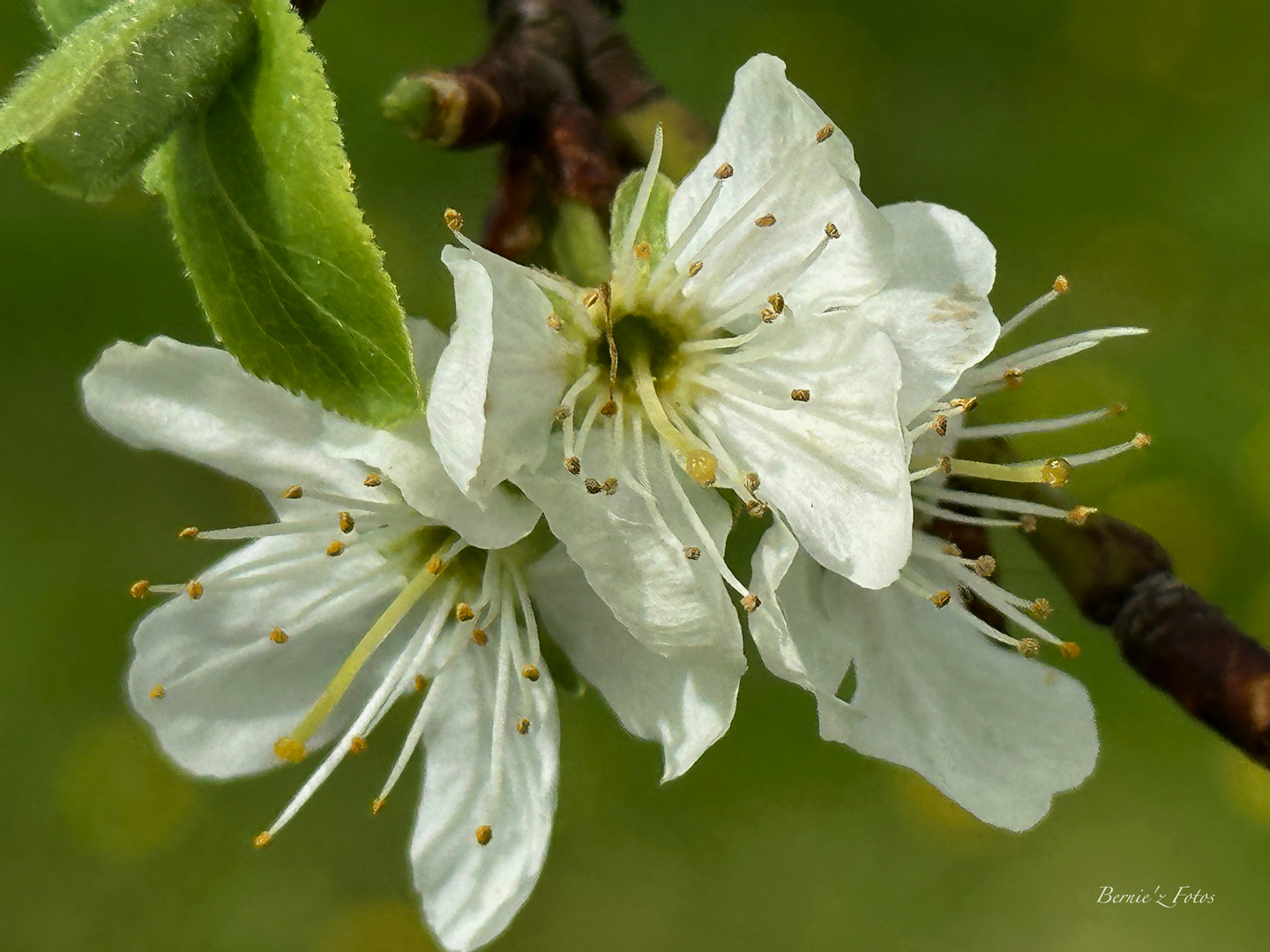 Fleurs de pommes