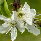 Fleurs de pommes