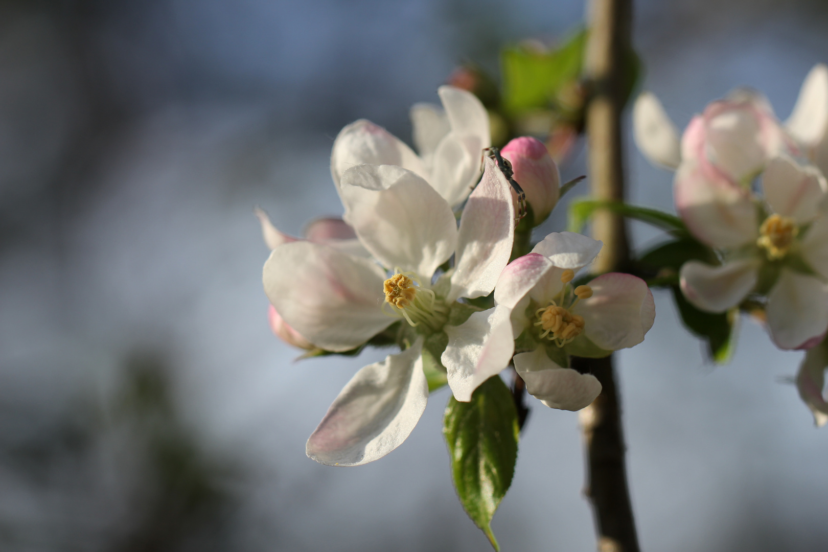 fleurs de pommier