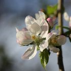 fleurs de pommier