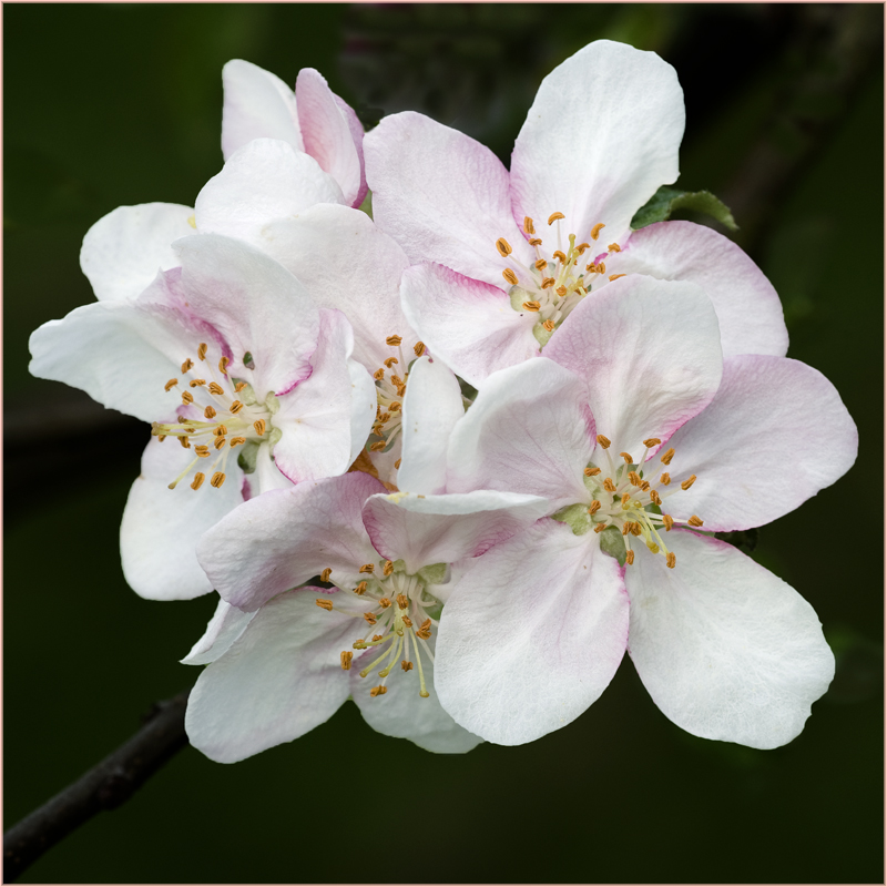 Fleurs de pommier