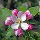 Fleurs de Pommier