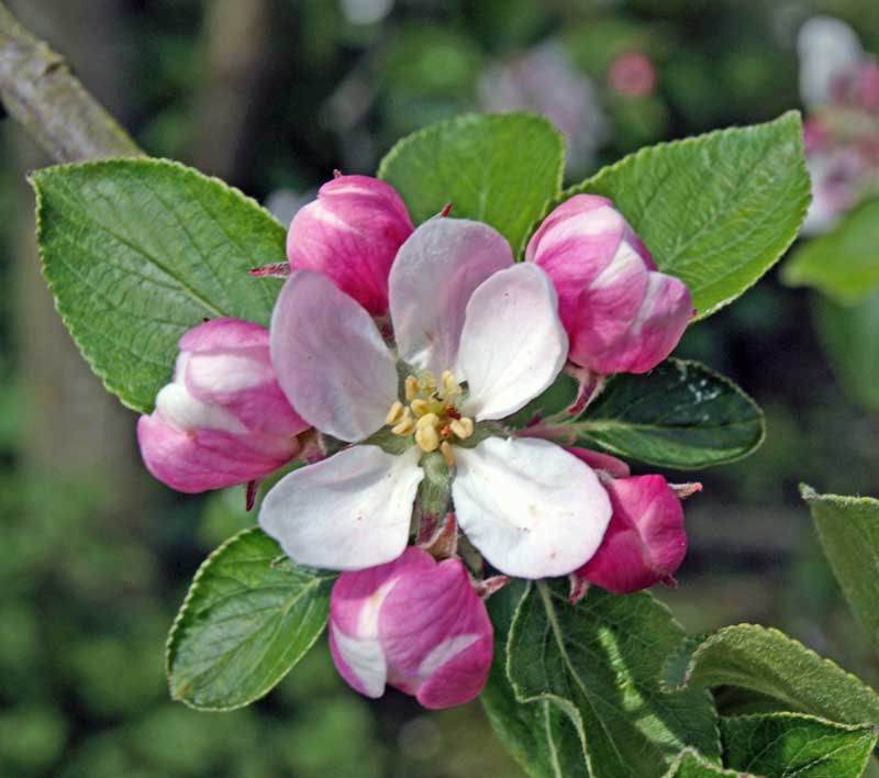 Fleurs de Pommier