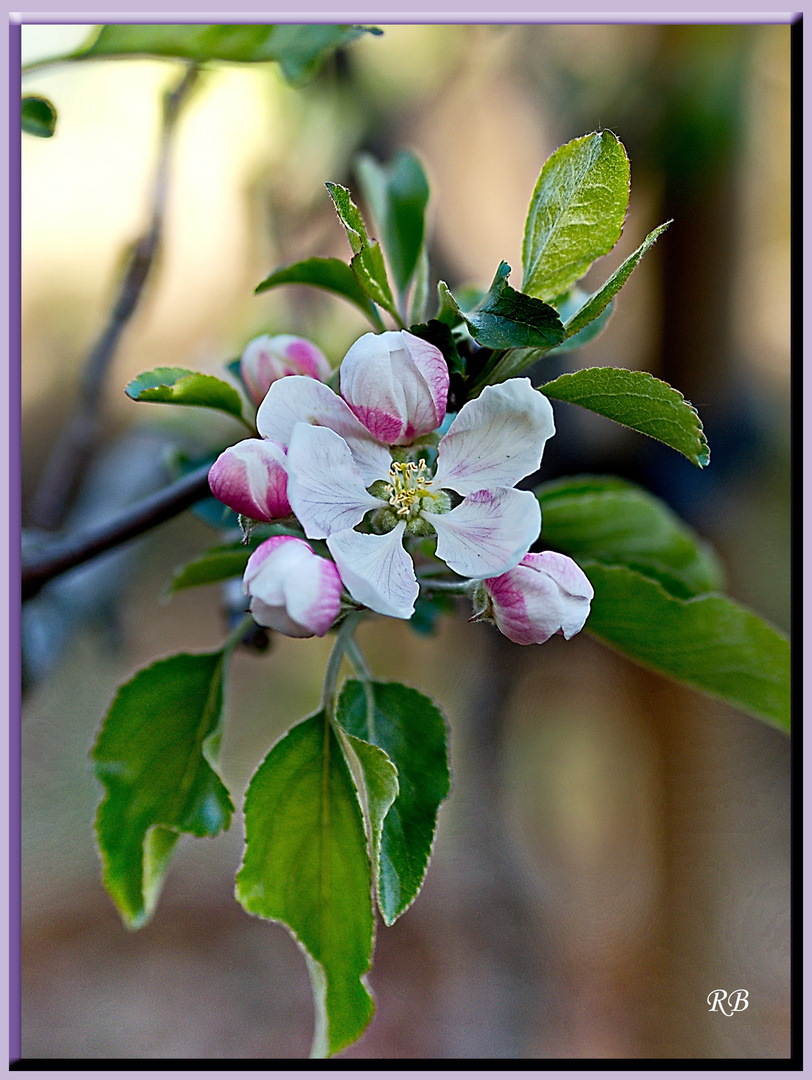 Fleurs de pommier 