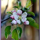 Fleurs de pommier 