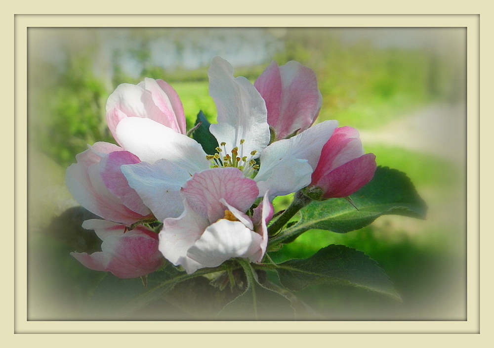 fleurs de pommier