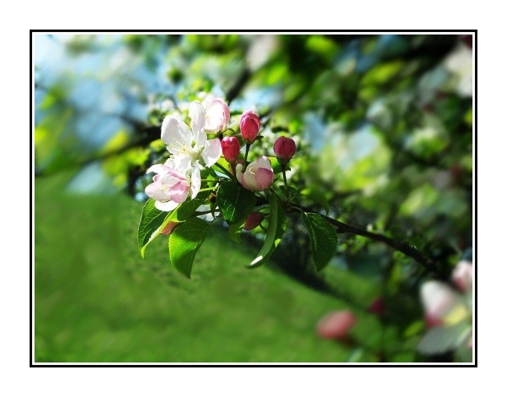 Fleurs de pommier