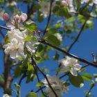 fleurs de pommier