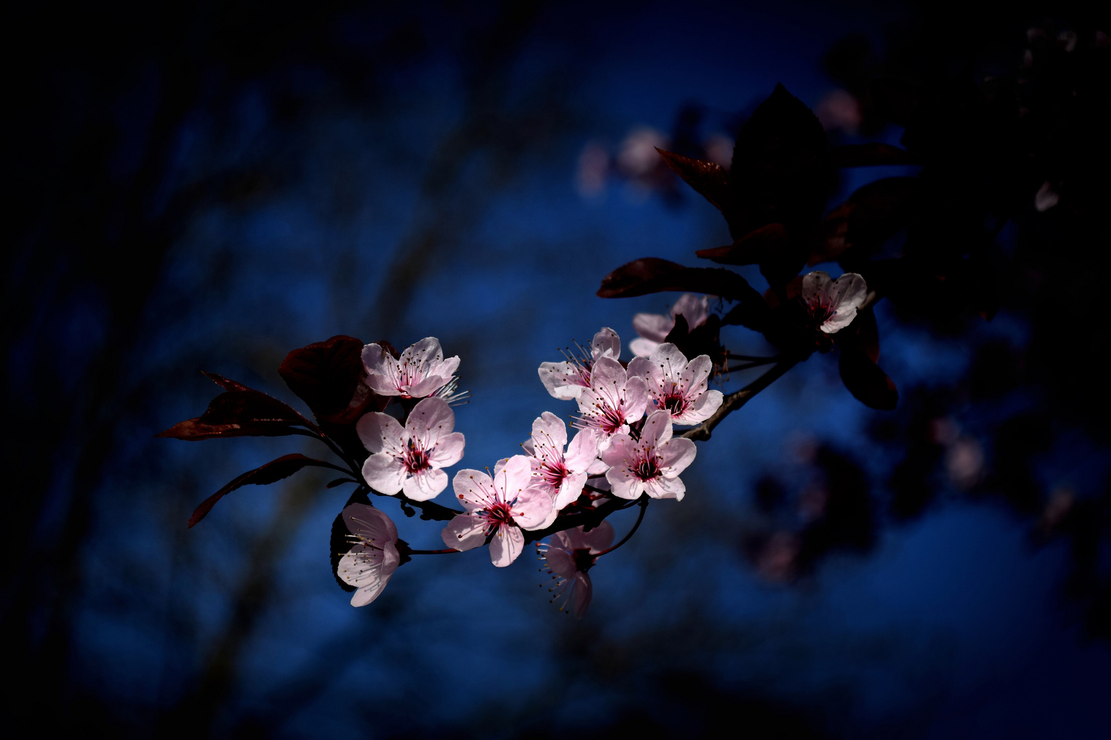 Fleurs de pommier