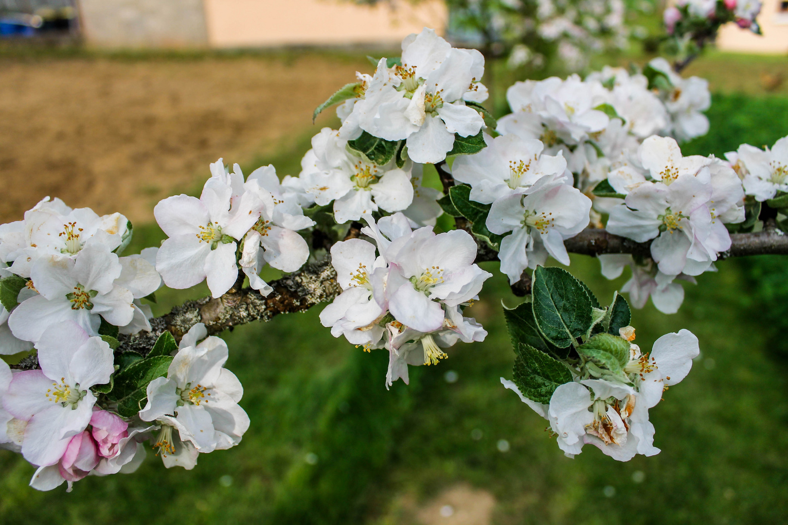 Fleurs de pommier