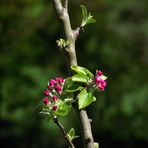 FLEURS DE POMMIER 