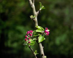 FLEURS DE POMMIER 