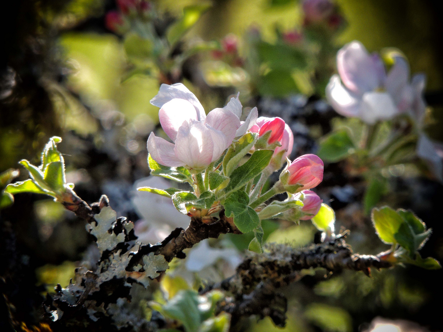 Fleurs de pommier