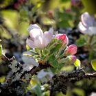 Fleurs de pommier